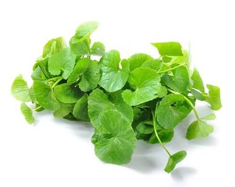 Weiprost enthält Gotu Kola (Centella asiatica)