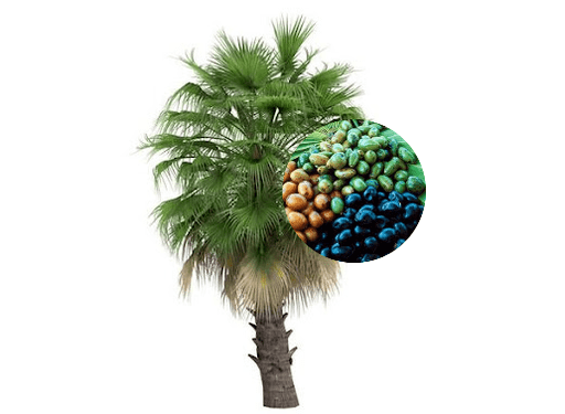 Weiprost enthält Palmfrüchte